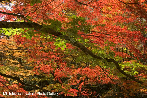 odamiyama (08)